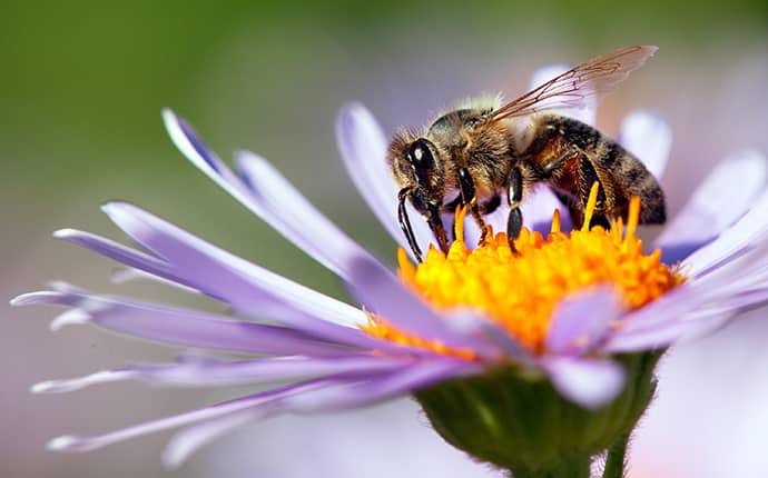 honey bee on a purple flower in a birmingham alabama yard