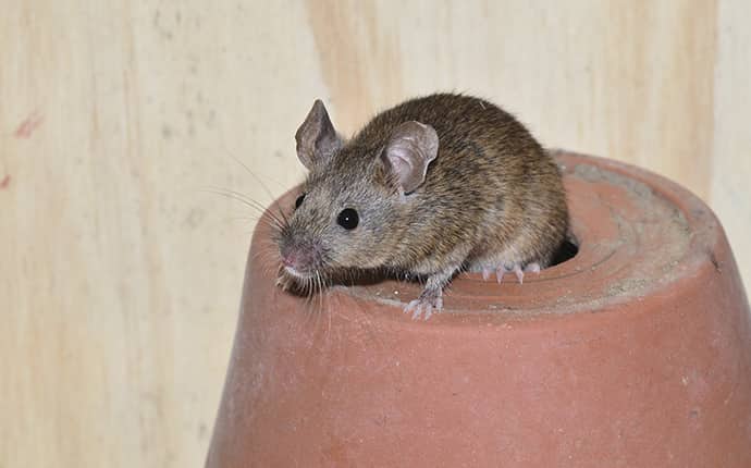 house mouse on top of a flower pot inside home in new orleans louisiana