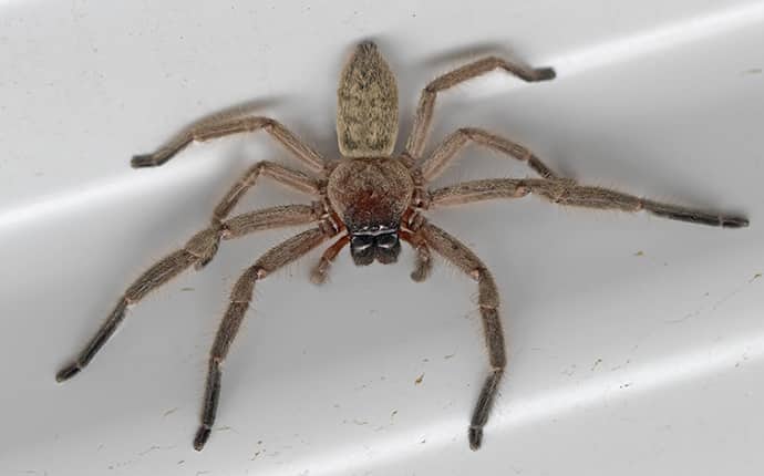 huntsman spider inside a bathtub in a mandeville louisiana home