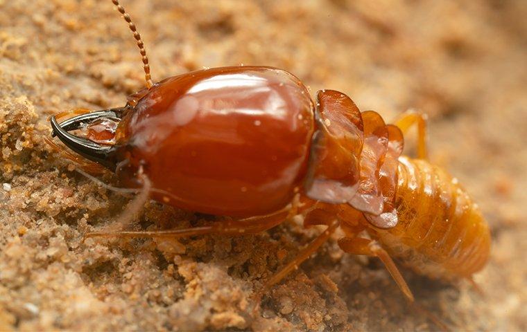 a large termite crawling on the ground