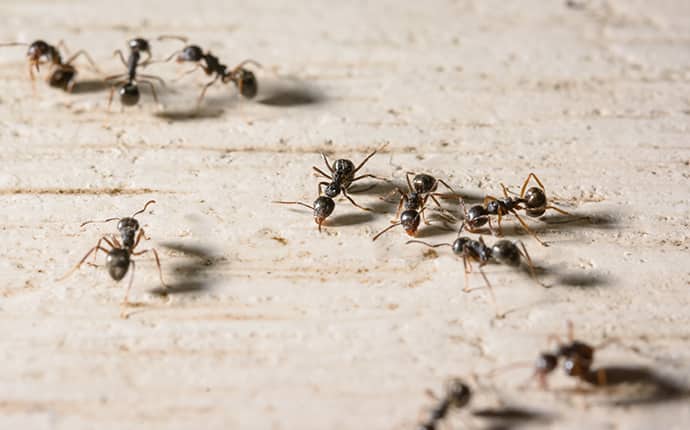 little black ants outside of jackson mississippi home