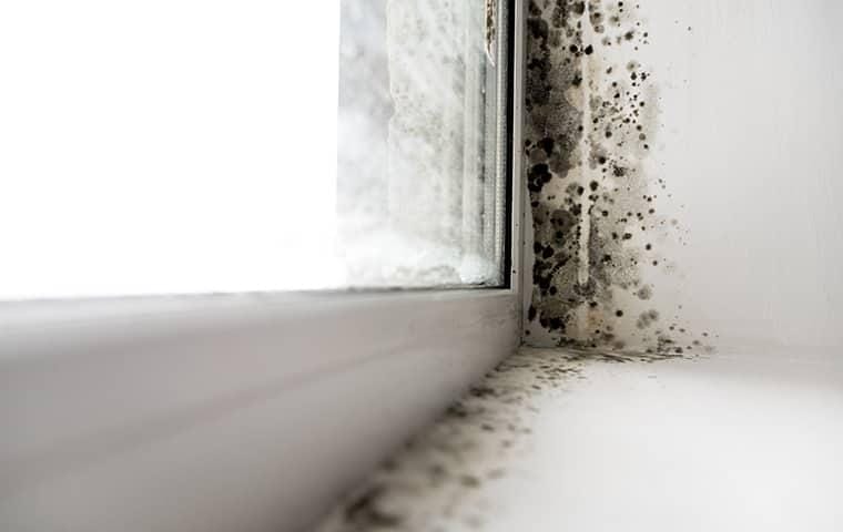 mildew on the interior widows sill of a home in fairhope alabama