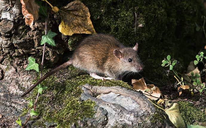 norway rat outside in a west hattiesburg mississippi yard