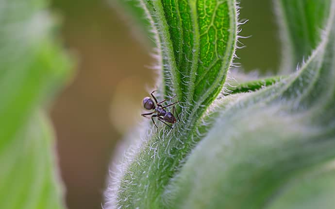 odorous house ant crawling on a plant in new orleans louisiana yard