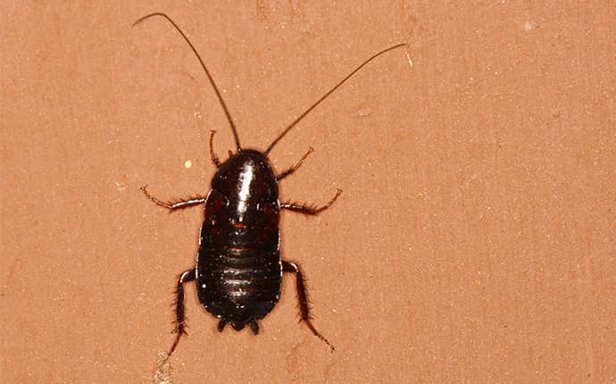 oriental cockroach crawling on floor in a covington louisiana home