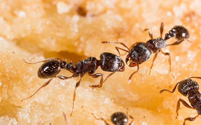 pavement ants crawling on a cake in mobile alabama residence