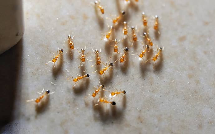 group of pharaoh ants crawling on a kitchen counter in a columbia mississippi home