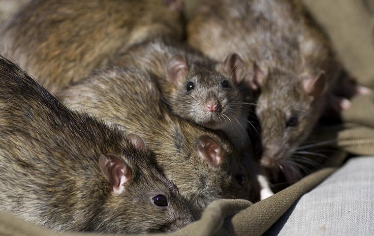 group of rats eating