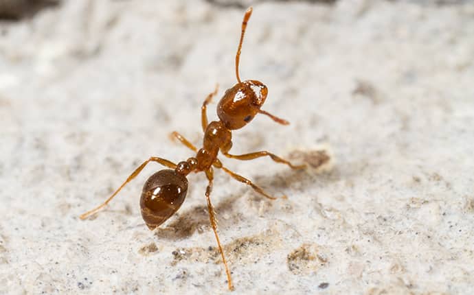 red-imported ant outside of mandeville louisiana home