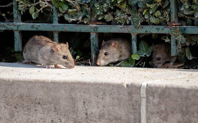 rats hiding under a green metal fence in covington louisiana