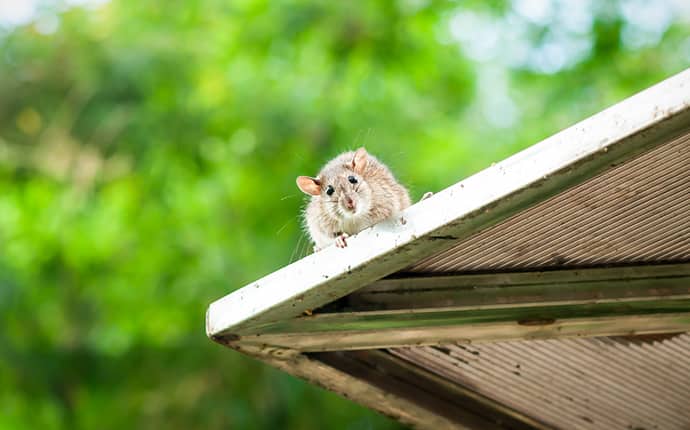 roof rat on top of a roof of a covington louisiana home