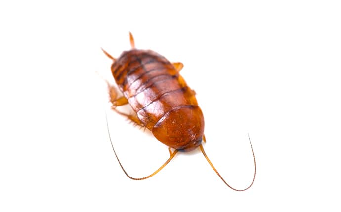 smoky brown cockroach