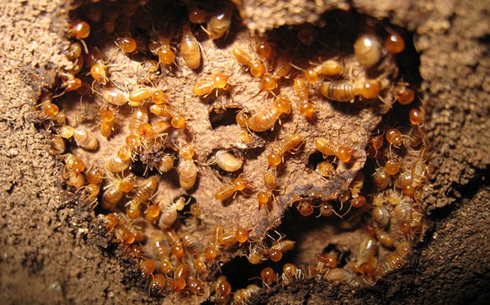 a colony of subterranean termites inside the mud tubes they created