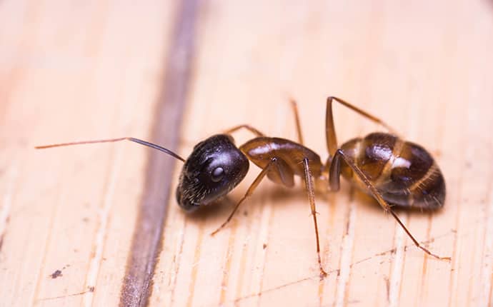 sugar ant on the floor in an opp alabama home