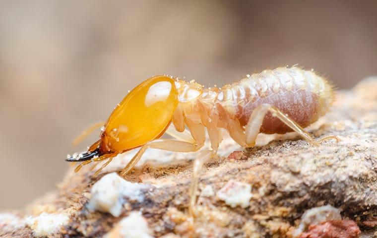 a subterranean termite crawling on a piece of wood