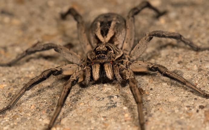 wolf spider outside in the driveway of an opp alabama home