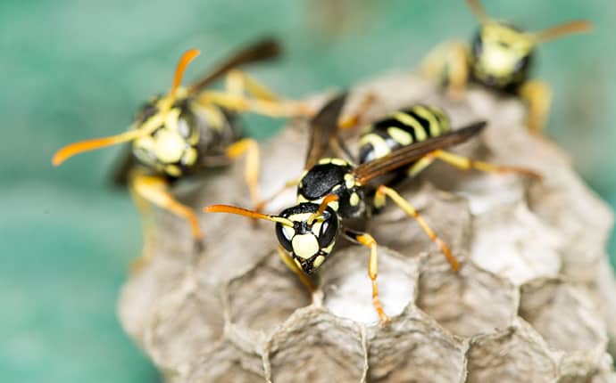 three yellow jackets creating a nest outside of a jackson mississippi home