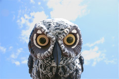 owl cafe in japan not utilizing bird management