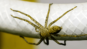 spider crawling on a hose