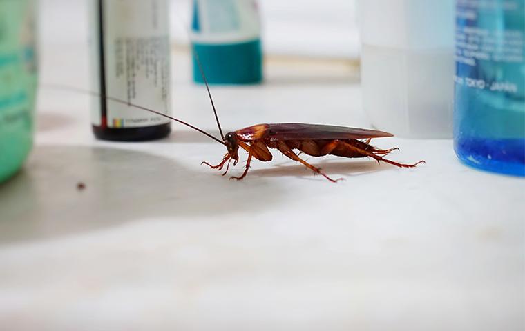 american cockroach on bathroom sink