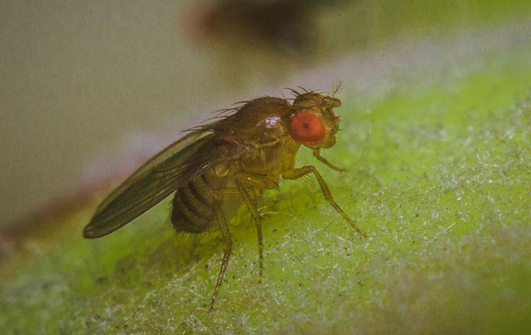 an up close image of a fruit fly on a piece of fruit