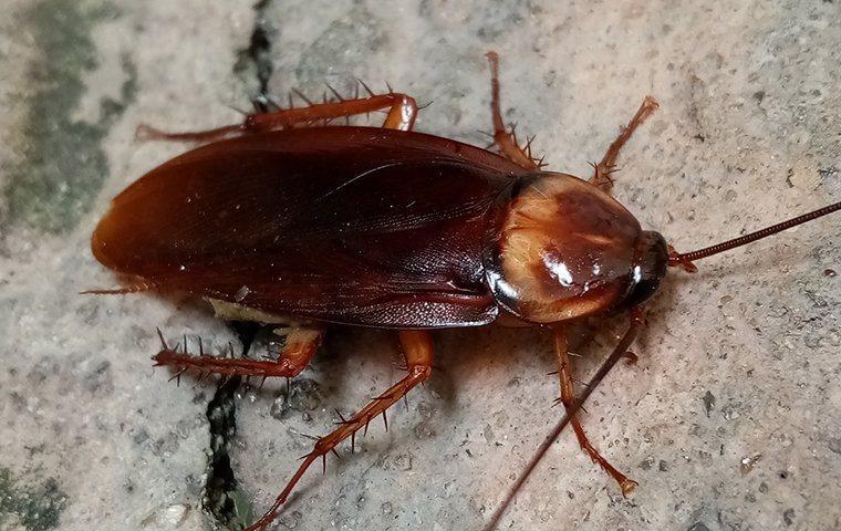 cockroach on home foundation