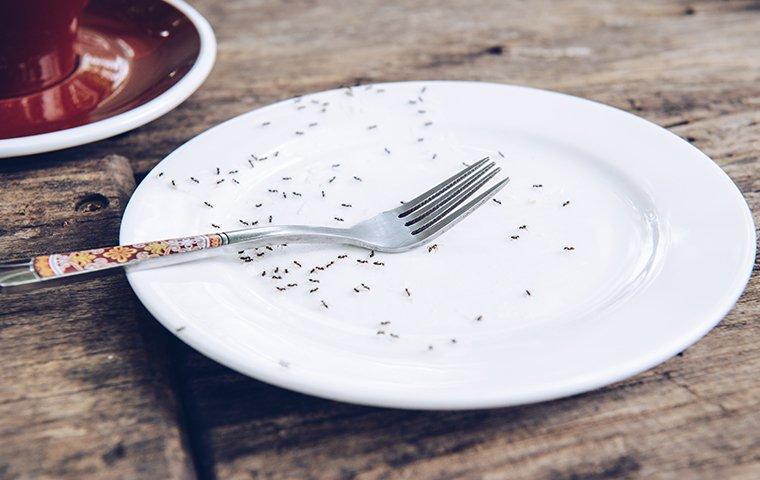 ants infesting a spring plated picnic