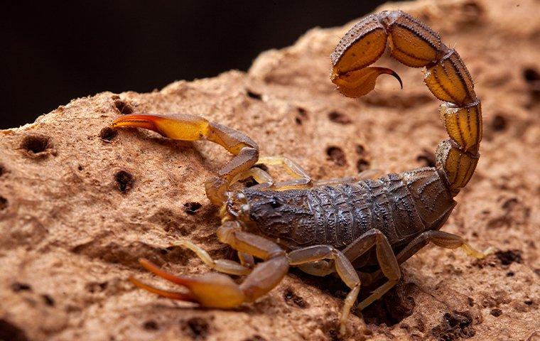 a dangerous bark scorpion crawling along the stone walkway of on a lewisville residential property