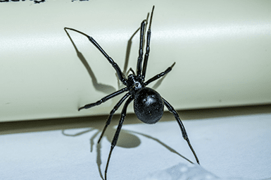 Learn How To Keep Spiders Out Of Your Home With Adams Exterminating Company black widow spider in texas home