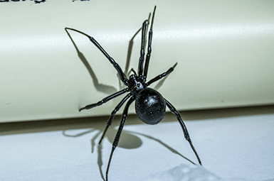 black widow spider in texas home