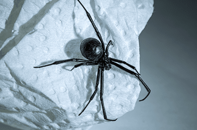 How To Identify Black Widow Spiders - Southern Black Widow : The spiders derive their name from the popular assertion that the female black widow spider feeds on the male spiders after mating.