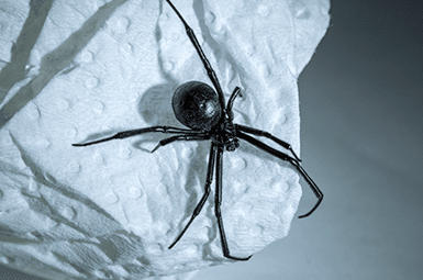 black widow spider in home