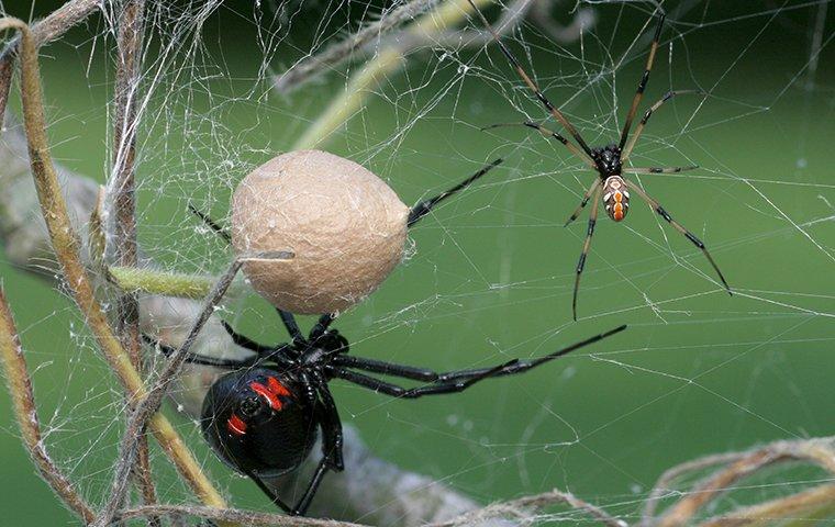 a black widow spider spinning its silk web as it is about to entagle its catch of the day