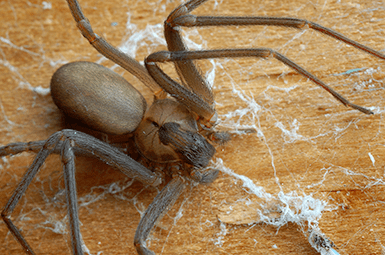 brown recluse spider in denton home
