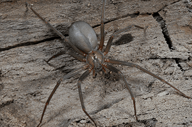 Learn How To Keep Brown Recluse Spiders Out Of Your Home brown recluse spider in basement