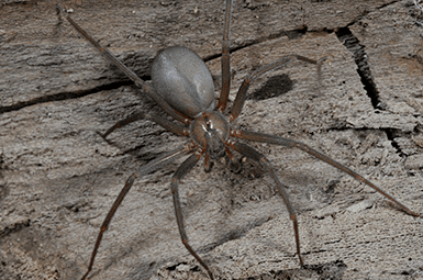 brown recluse spider in basement