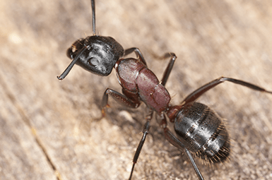 Protect Your Home From Mice, Carpenter Ants And Other Pests With Adams Exterminating Company carpenter ant up close