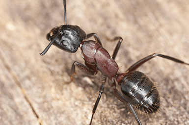 carpenter ant up close