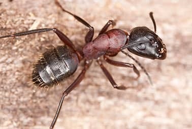 Protect Your Home From Carpenter Ants With Adams Exterminating Company carpenter ants crawling on water damaged wood