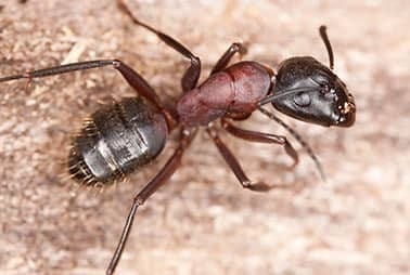 carpenter ants crawling on water damaged wood