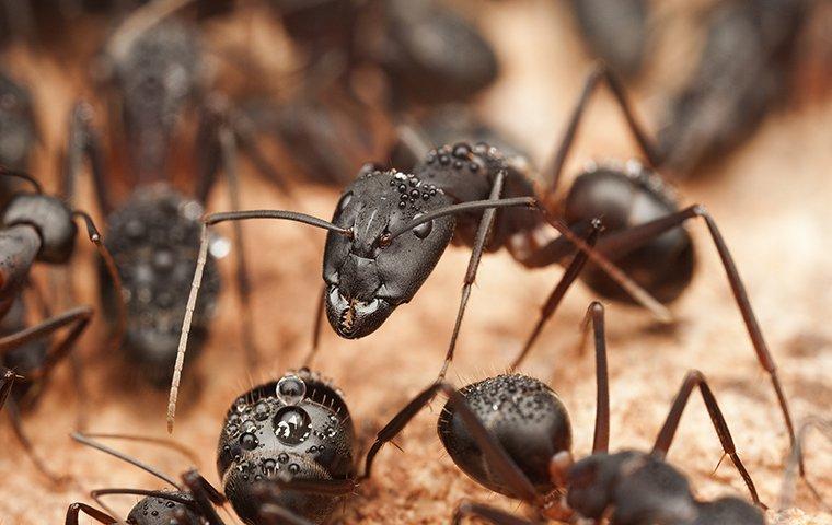 carpenter ants on wood