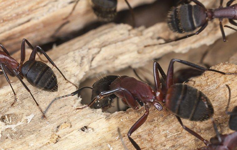 Carpenter Ants: Little Pest, Big Problems