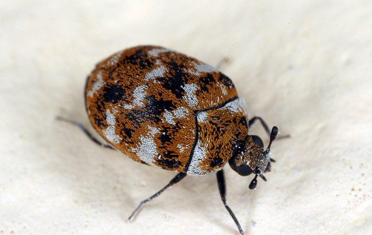 a brown and grey carpet beetle crawling along a food pantry insode of a louisville home