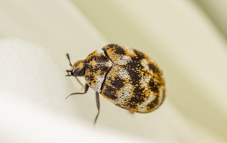 carpet beetle crawling on fabric