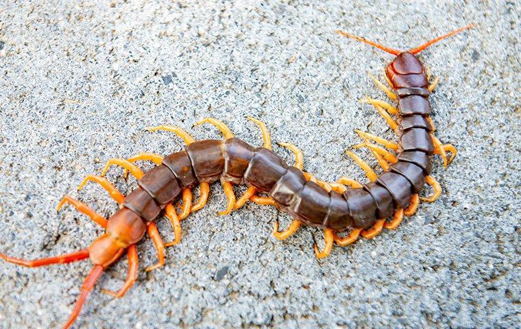 a centipede crawling on pavement