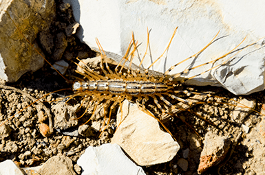 Are Centipedes Dangerous?
