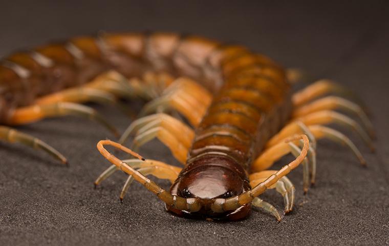 up close image of a crawling centipede