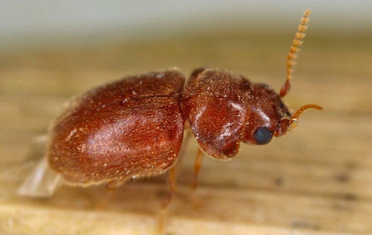 cigarette beetle