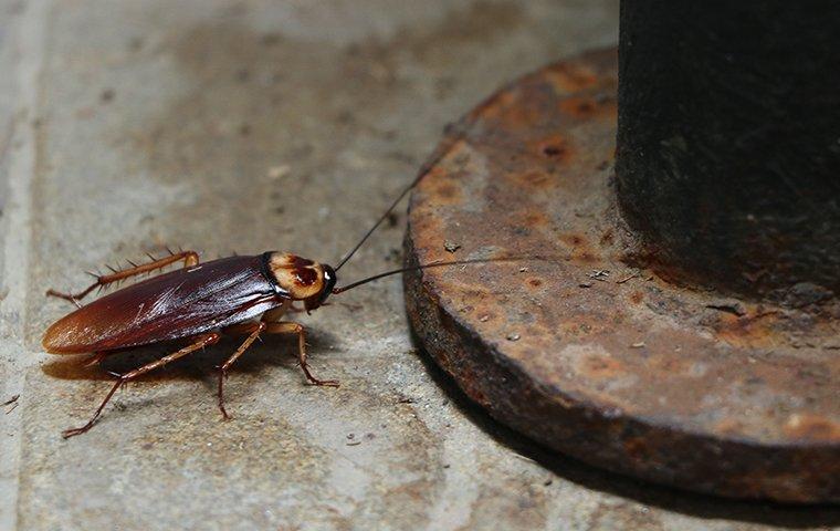 an american cockroach crawling along a lewisville texas basement cement floor