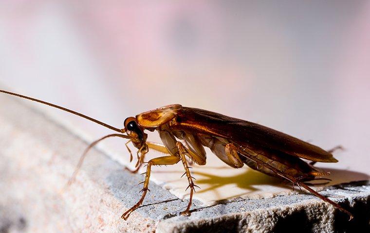 cockroach crawling in basement
